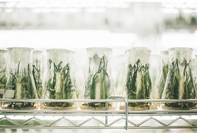 5 of the Best Plant Ingredients for Skin and Their Benefits