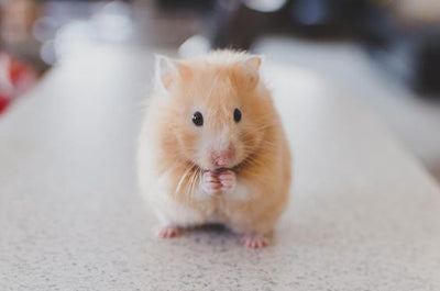 Why You Should Use Cruelty-Free Cosmetics