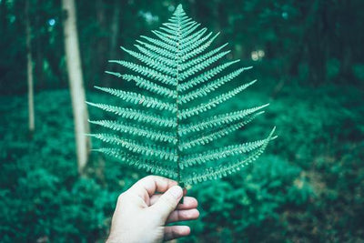 6 Easy Ways to Go Green Right Now